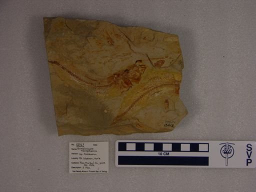 Scombroclupea macrophthalma