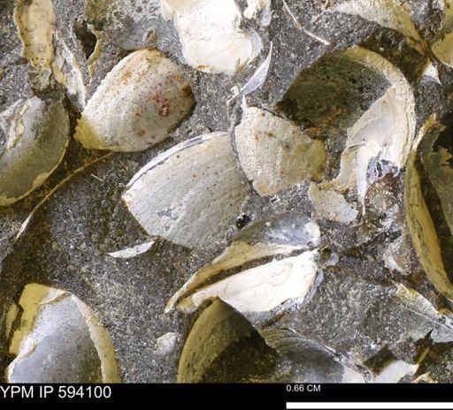 Limopsis? striatopunctatus
