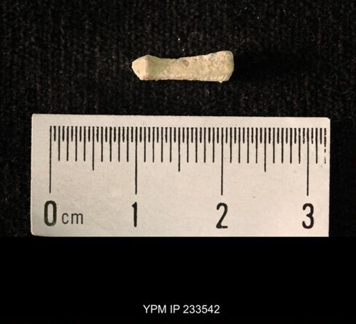 Archaeocidaris sp.