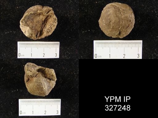 Productella arctirostrata