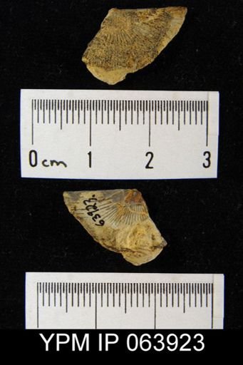 Strophonella prolongata