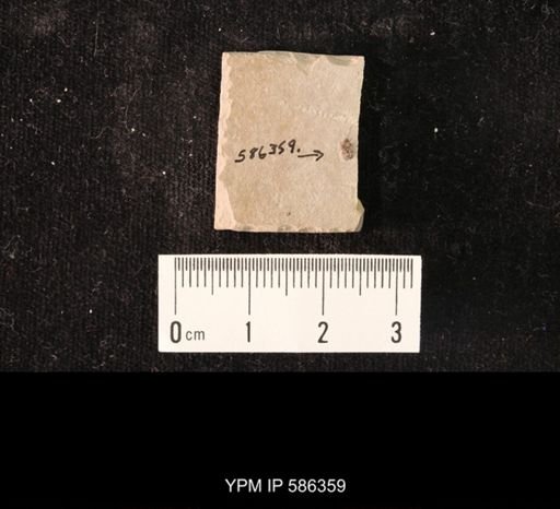 undet. Coleoptera