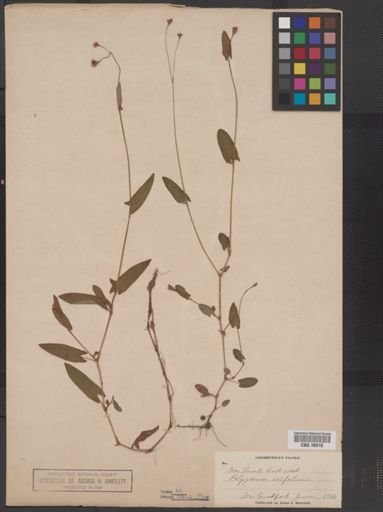 Polygonum sagittatum