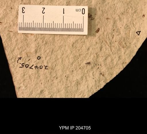Palaeomanteidae