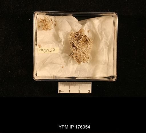 undet. Fenestellidae