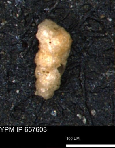 Verneuilinoides hectori