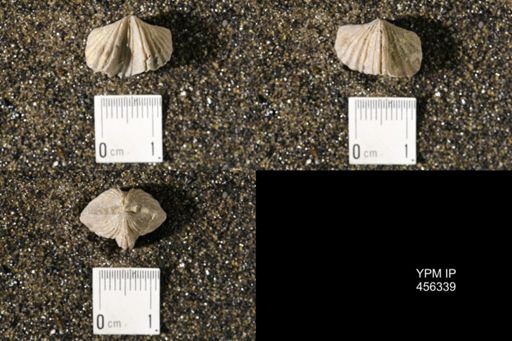Platystrophia biforata