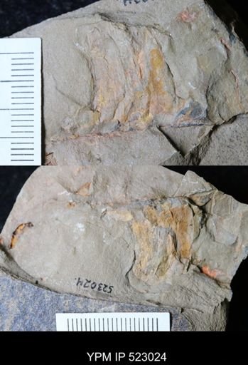 undet. Nautiloidea