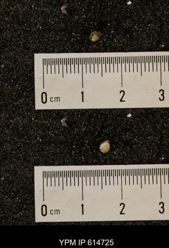 Limopsis striatopunctatus