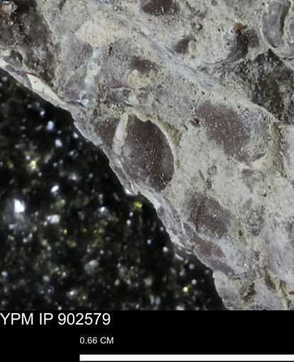undet. Bivalvia