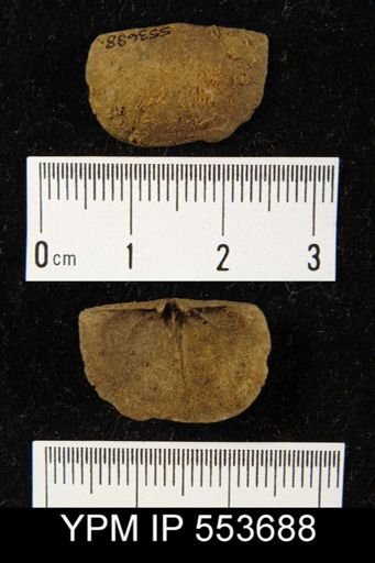 Chonetes sp.
