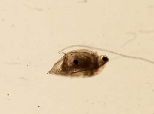 Daphnia pulex
