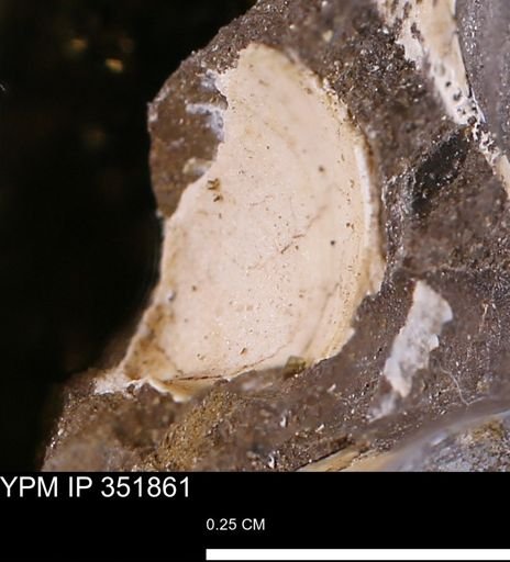 undet. Bivalvia