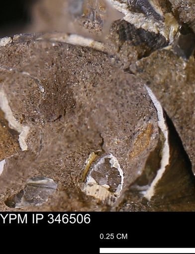 undet. Mollusca
