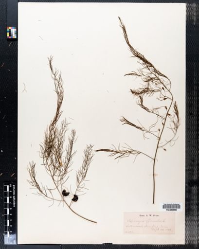 Asparagus officinalis