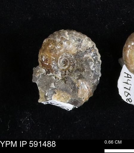 Hoploscaphites