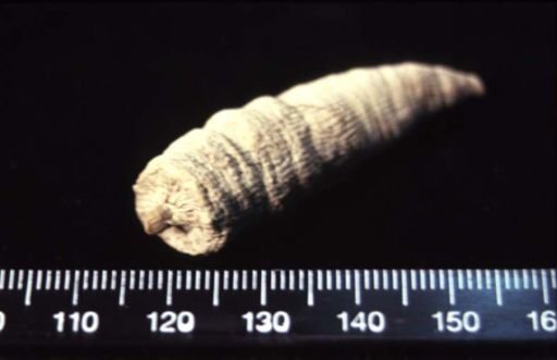 Lophophyllum profundum