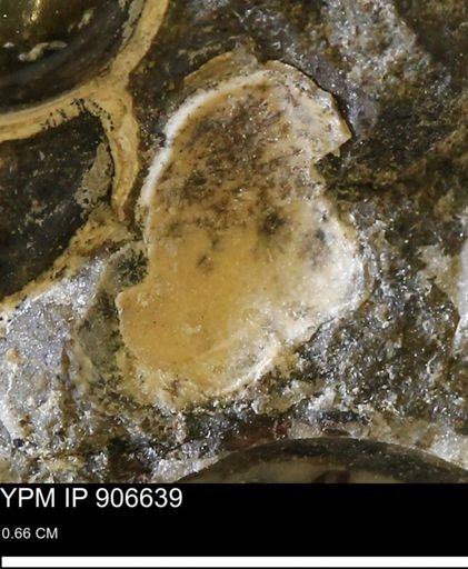 undet. Mollusca