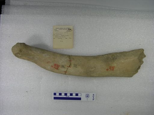 Mammuthus columbi