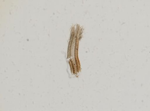 Somatogyrus subglobosus
