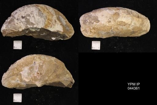 Jeletzkytes nebrascensis
