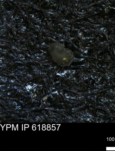 undet. Foraminiferida