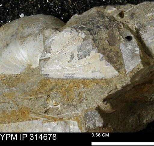 Crenella elegantula