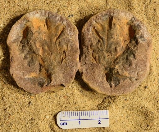 Aphlebia