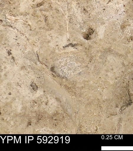 undet. Mollusca