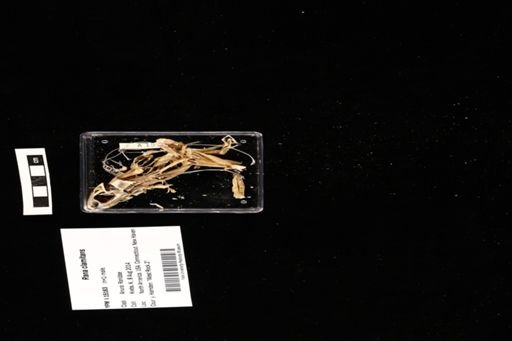 Rana clamitans