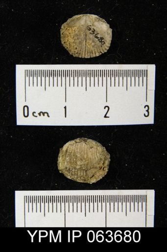Wilsonella saffordi