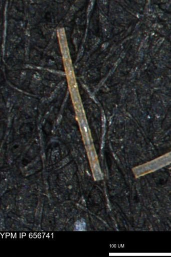 undet. Porifera