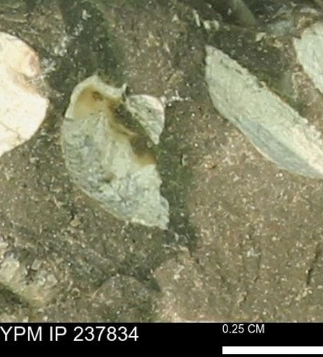Limopsis striatopunctatus