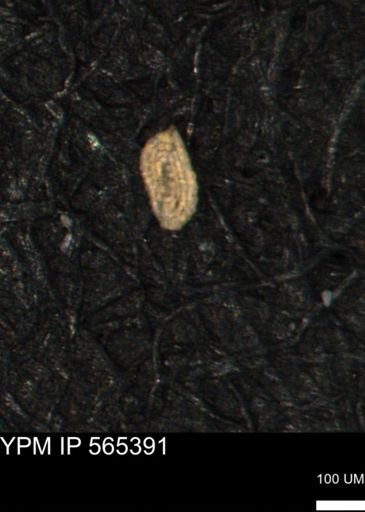 Spirolocammina planula