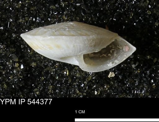 Poecilozonites bermudensis zonatus