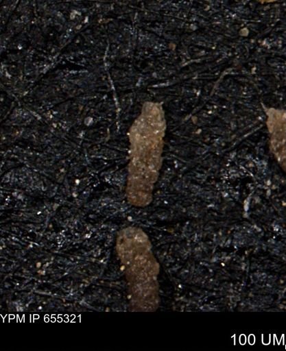 Ammobaculoides whitneyi