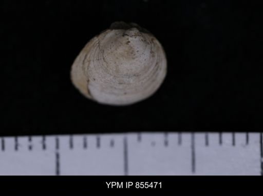 Limopsis striatopunctatus