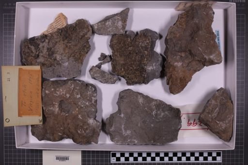 mixed taxa, stratigraphic collection