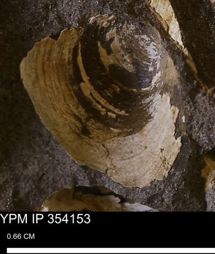 undet. Bivalvia