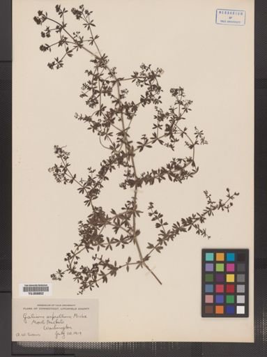 Galium asprellum