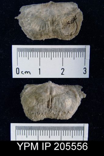 Paucispinifera sp.