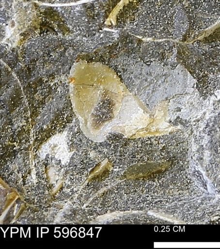 undet. Bivalvia