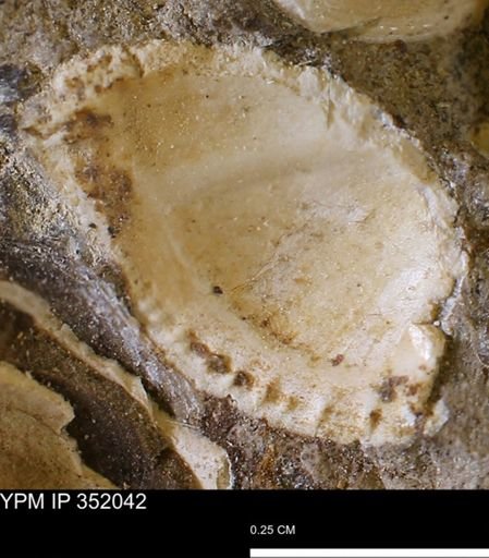 Parallelodon (Cosmetodon) sp.