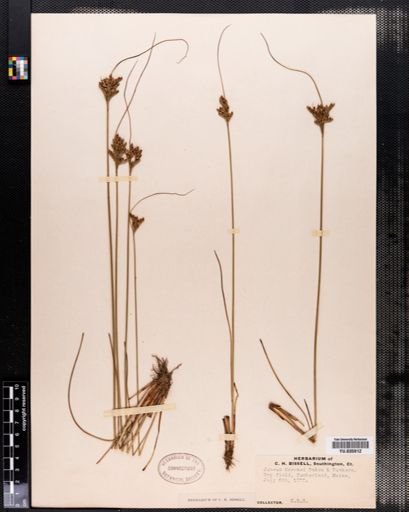 Juncus