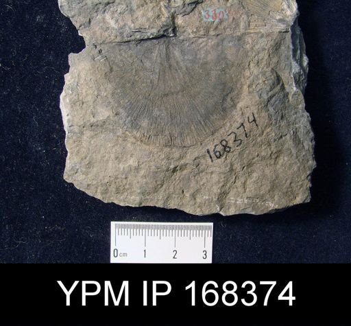 Strophonella beckii