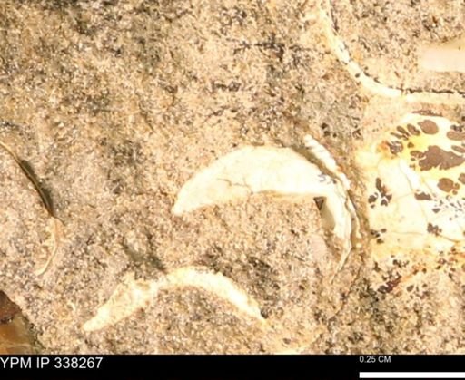 undet. Bivalvia