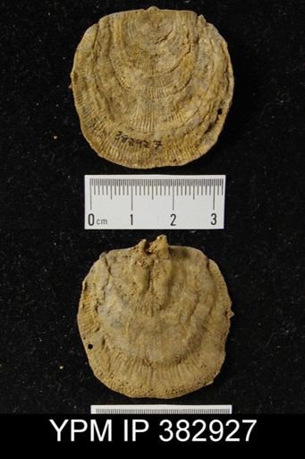 Leptostrophia?
