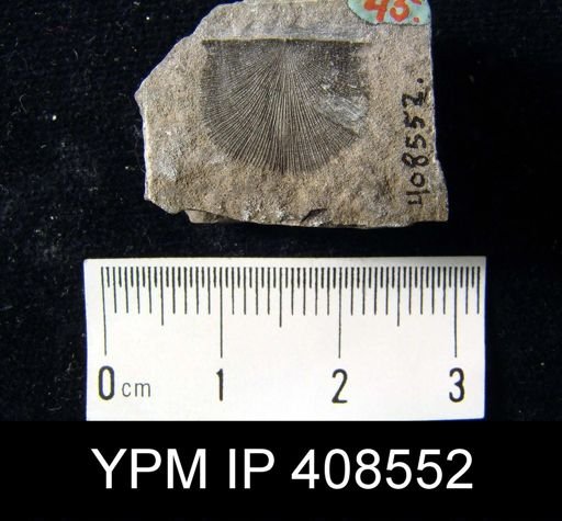 Stropheodonta varistriata