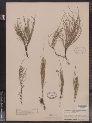 Equisetum arvense