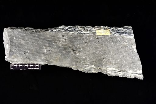 Lepidodendron sp.